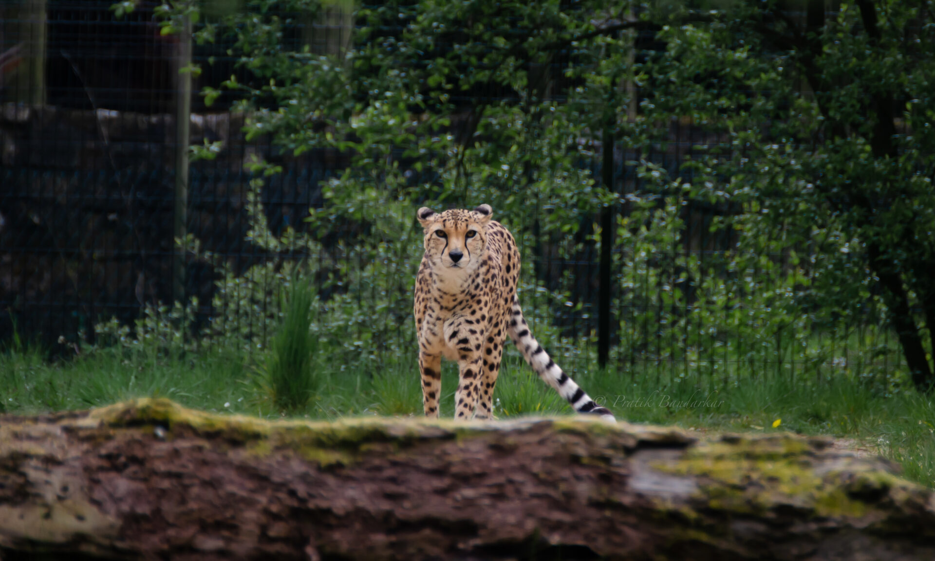 A vibrant scene at Cheshire Zoo, showcasing natural beauty and the serene harmony of wildlife in lush surroundings