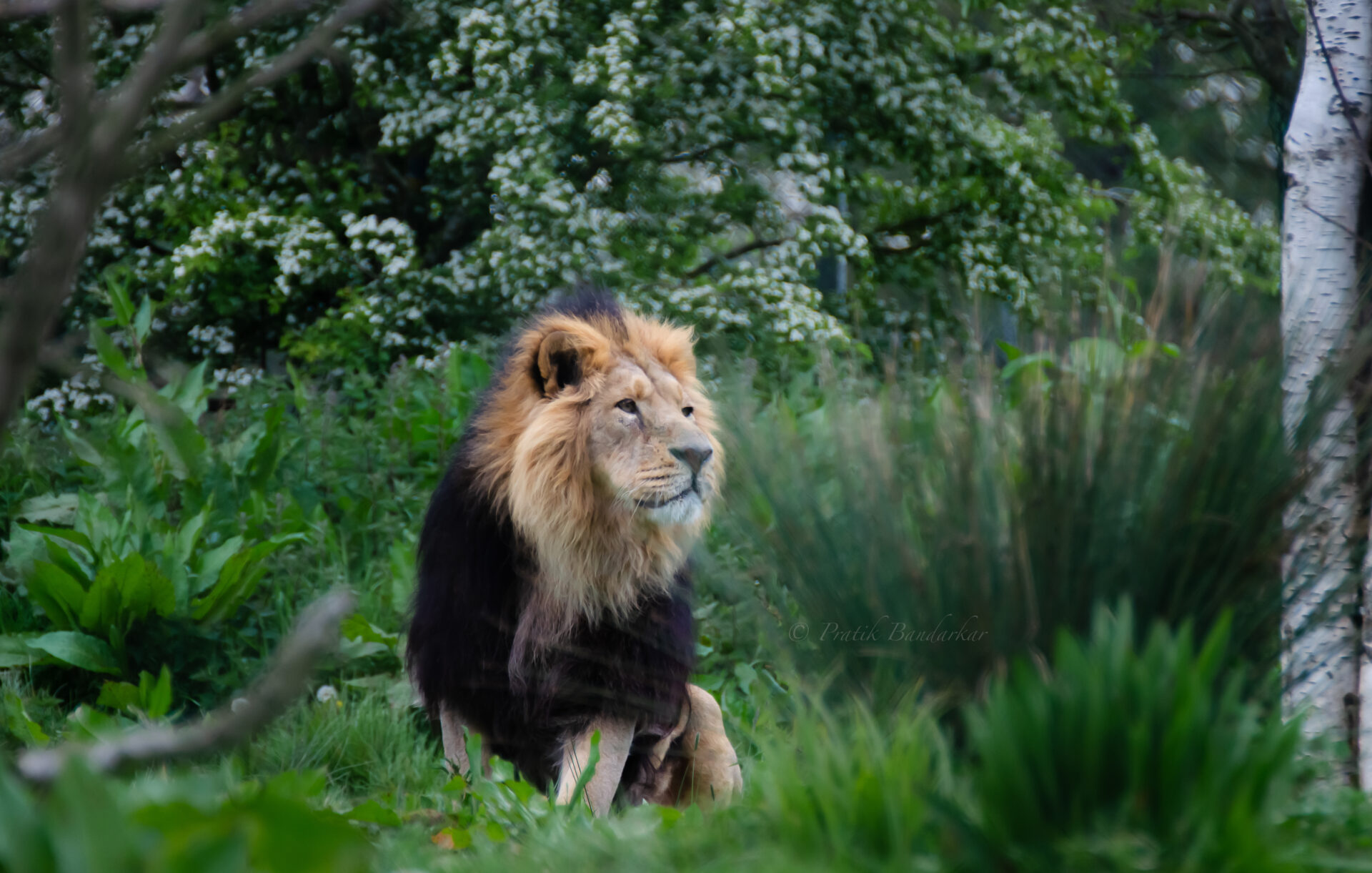 A vibrant scene at Cheshire Zoo, showcasing natural beauty and the serene harmony of wildlife in lush surroundings